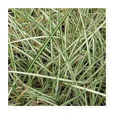 Attēlu rezultāti vaicājumam “Carex riparia”