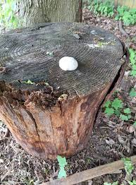 Attēlu rezultāti vaicājumam “Enteridium olivaceum”