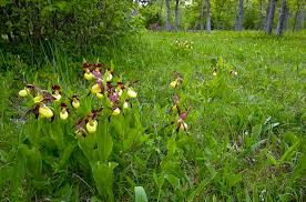 Attēlu rezultāti vaicājumam “Cypripedium calceolus”