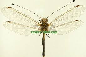 Attēlu rezultāti vaicājumam “Neuroptera”