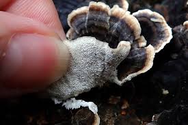 Attēlu rezultāti vaicājumam “Trametes”