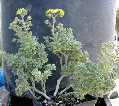 Image result for Aichryson