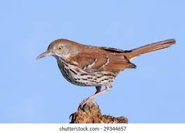 Image result for Toxostoma rufum