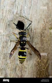 Attēlu rezultāti vaicājumam “Ancistrocerus sp. male”