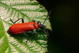Attēlu rezultāti vaicājumam “Pyrochroidae imago”