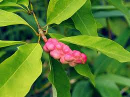 Attēlu rezultāti vaicājumam “Magnolia kobus fruit”