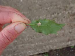 Attēlu rezultāti vaicājumam “Torrubiella arachnophila”
