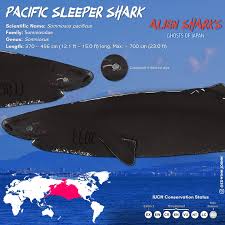 Image result for Somniosus pacificus