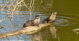Image result for Eltham Otters