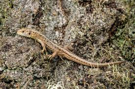 Attēlu rezultāti vaicājumam “Lacerta agilis”