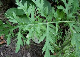 Attēlu rezultāti vaicājumam “Ambrosia artemisiifolia”