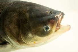 Image result for Hypophthalmichthys nobilis