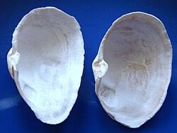 Attēlu rezultāti vaicājumam “Mya arenaria”