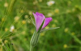 Image result for Agrostemma githago