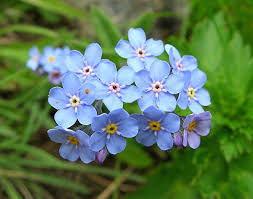Attēlu rezultāti vaicājumam “Myosotis”