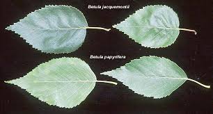 Attēlu rezultāti vaicājumam “Betula papyrifera”