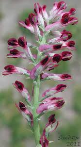 Image result for Fumaria officinalis