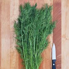 Image result for Dill
