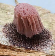 Attēlu rezultāti vaicājumam “Stemonitopsis subcaespitosa stalked”