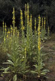 Image result for Königskerzen