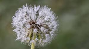 Image result for diente de leon