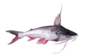 Image result for Bagre marinus