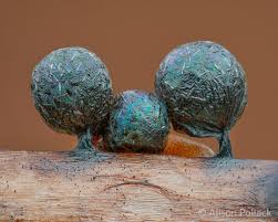 Attēlu rezultāti vaicājumam “Lamproderma pseudomaculatum”