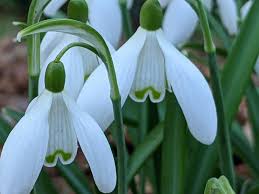 Attēlu rezultāti vaicājumam “Galanthus nivalis flower”