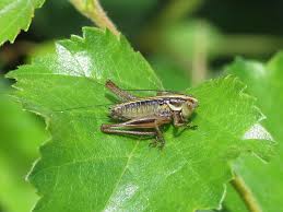 Attēlu rezultāti vaicājumam “Metrioptera roeselii”