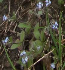 Attēlu rezultāti vaicājumam “Myosotis ramosissima flower”
