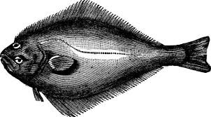 Image result for Hippoglossus hippoglossus