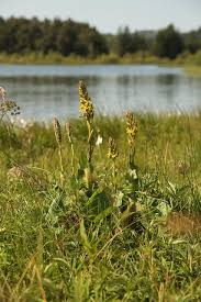 Attēlu rezultāti vaicājumam “Ligularia sibirica”