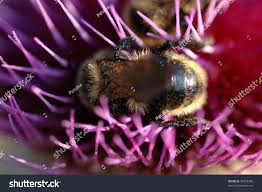 Attēlu rezultāti vaicājumam “Psithyrus sylvestris”