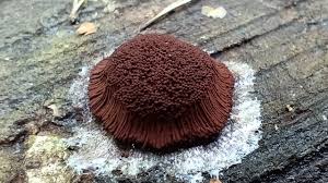 Attēlu rezultāti vaicājumam “Symphytocarpus flaccidus”