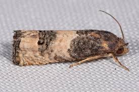 Attēlu rezultāti vaicājumam “Eriocraniidae”