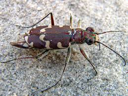 Attēlu rezultāti vaicājumam “Cicindela maritima”