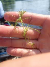 Attēlu rezultāti vaicājumam “Najas flexilis”