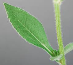 Attēlu rezultāti vaicājumam “Rudbeckia hirta var. hirta leaf”