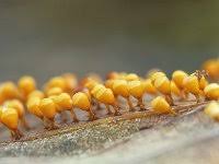 Attēlu rezultāti vaicājumam “Craterium minutum macro”