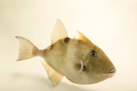 Image result for Balistes capriscus