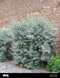 Attēlu rezultāti vaicājumam “Elaeagnus commutata”