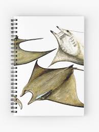 Image result for Mobula tarapacana