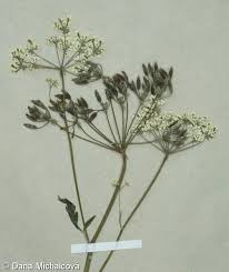 Attēlu rezultāti vaicājumam “Anthriscus”