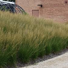 Attēlu rezultāti vaicājumam “Molinia caerulea fruit”