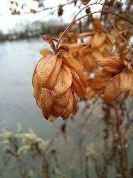 Attēlu rezultāti vaicājumam “Humulus lupulus bud”