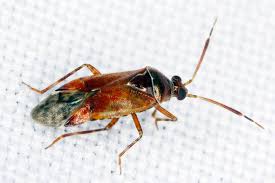 Attēlu rezultāti vaicājumam “Miridae”