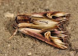 Attēlu rezultāti vaicājumam “Actinotia polyodon”