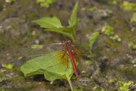 Attēlu rezultāti vaicājumam “Sympetrum flaveolum”