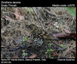Image result for Zoothera dauma