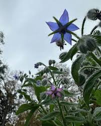 Attēlu rezultāti vaicājumam “Chenopodium acerifolium flower”